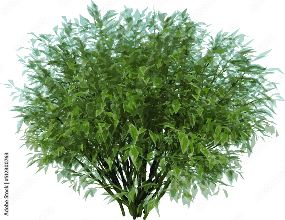 Front view of Plant ( Ivory Halo Dogwood Cornus Alba ‘Bailhalo 1) Tree illustration vector Front view of Plant ( Ivory Halo Dogwood Cornus Alba ‘Bailhalo 1) Tree illustration vector