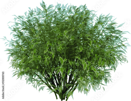 Front view of Plant ( Ivory Halo Dogwood Cornus Alba ‘Bailhalo 1) Tree illustration vector	