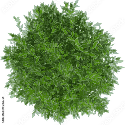 Top view of Plant ( Ivory Halo Dogwood Cornus Alba ‘Bailhalo 1) Tree illustration vector	