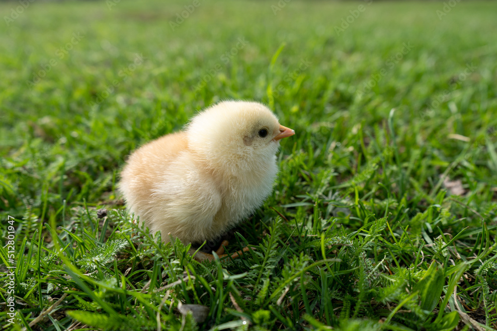 Small newborn chick stands on green grass. Spring mood. Background for an Easter greeting or a postcard. 