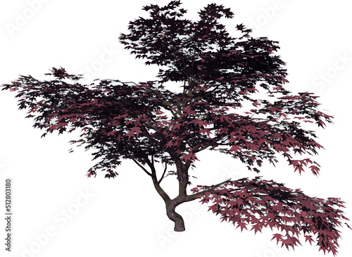 Front view of Plant (Mature Japanese Maple 1) Tree illustration vector	