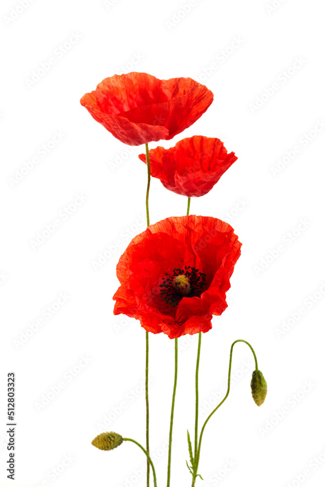Obraz premium Red poppies flower isolated on a white background.