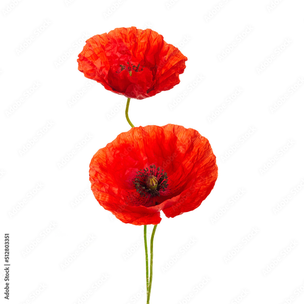 Naklejka premium Red poppies flower isolated on a white background.