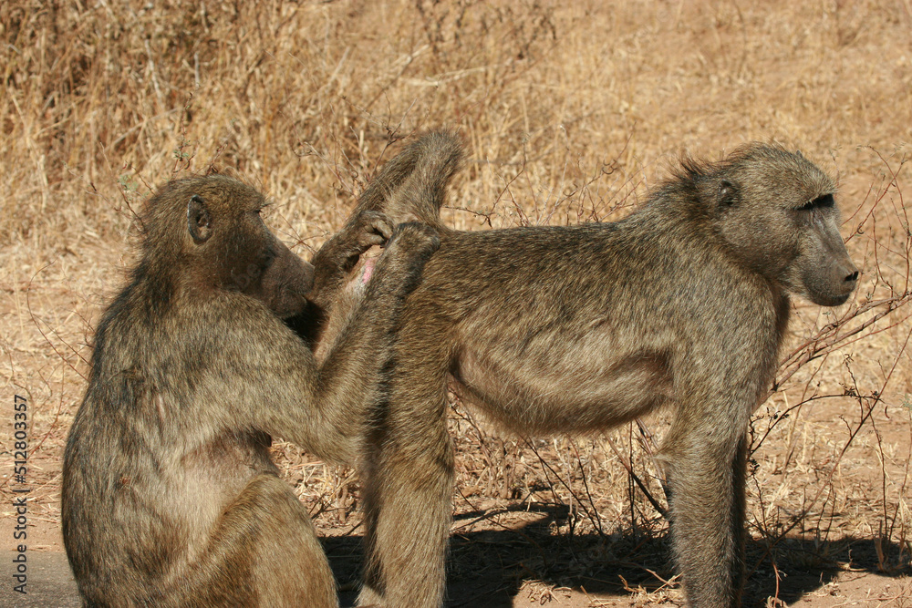 Chacma baboons grooming one another in the morning sun,  Kruger National Park, South Africa