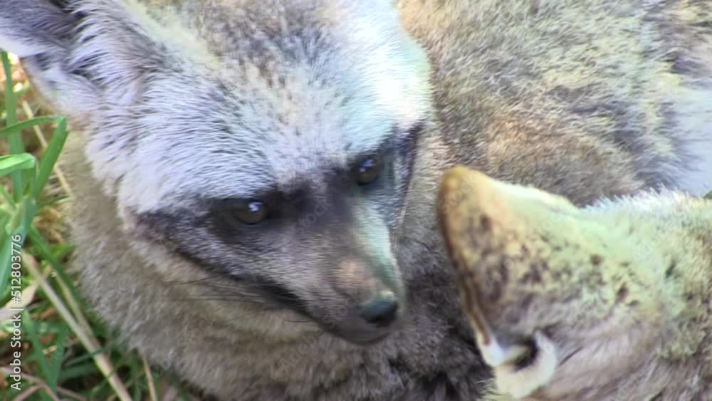 Bat eared fox playing with friend Bat eared fox playing with friend