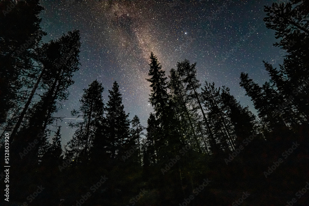 Fototapeta premium Milky way through trees