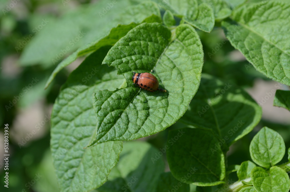 The vicious potato pest is the Colorado Potato Beetle The vicious potato pest is the Colorado Potato Beetle