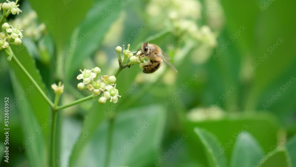 Honey Bee perched on white blossom of Euonymus Japonicus - close-up Honey Bee perched on white blossom of Euonymus Japonicus - close-up