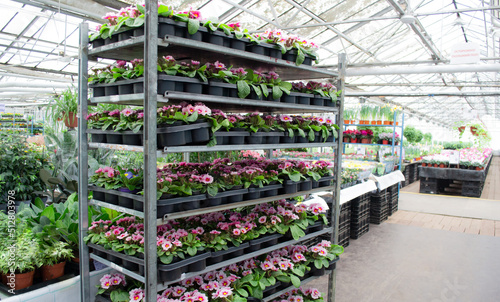 Lots of pink primroses in flower pots on the shelves of metal multi-tiered trolley and other green houseplants on sale in flower market in greenhouse photo