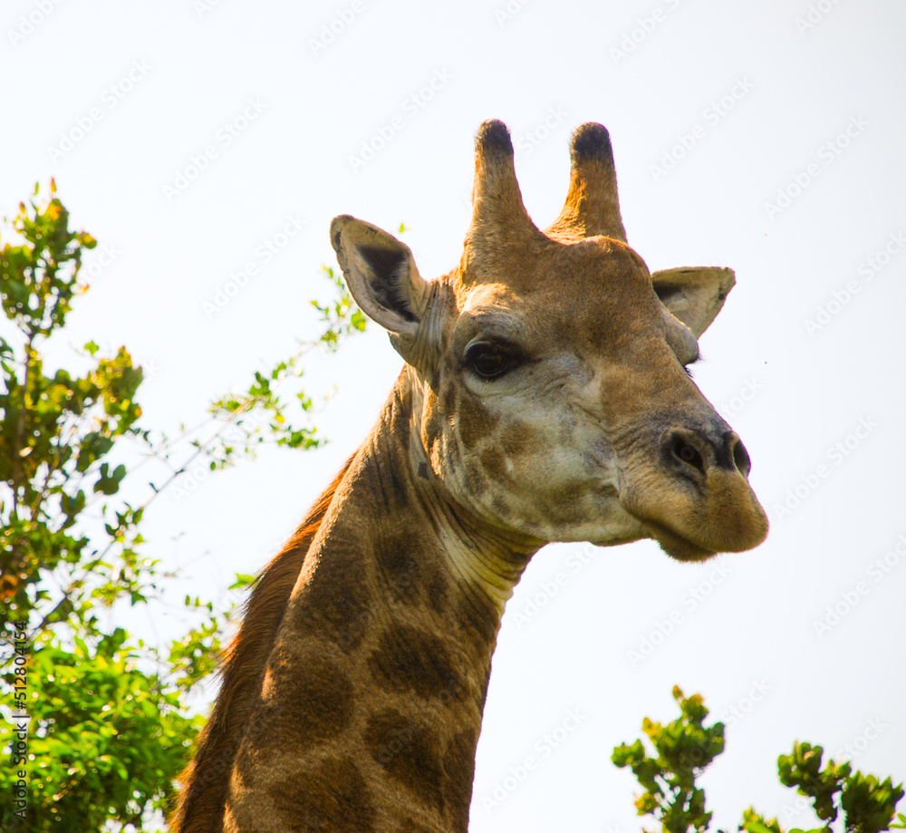Obraz premium Giraffe portrait