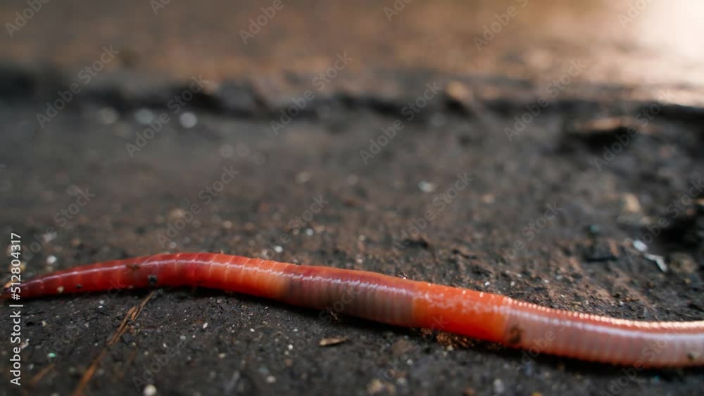 A large red earthworm crawls close-up. earthworm movement A large red earthworm crawls close-up. earthworm movement