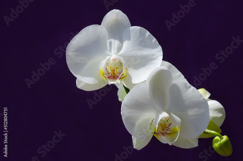 Beautiful orchid flower on purple background.