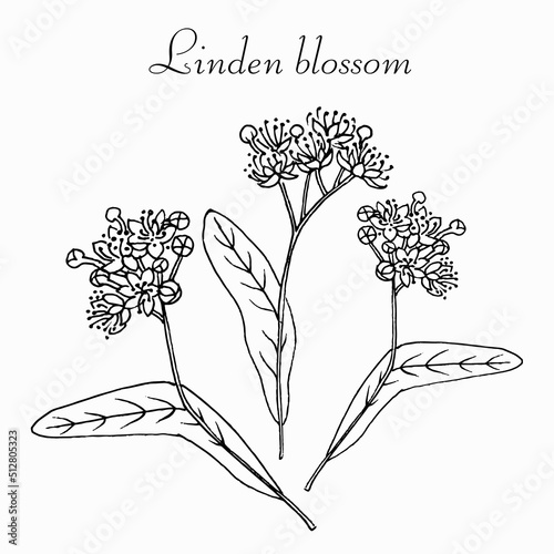 Linden flowers. Vector botanical sketch. Hand drawn black and white illustration. Healing, medicinal,
 cosmetics herb. Herbs for tea.