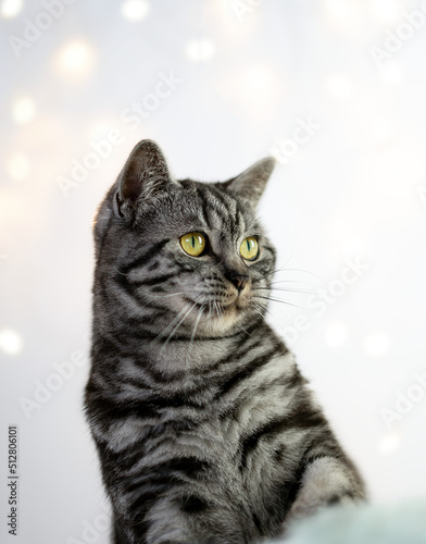 Portrait of young smiling tabby cat looking interested to the side on white background with bokeh lights. Beautiful fur pattern, copy space. 