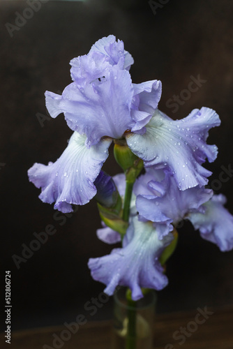 Canvas Print lilac irises on a dark background