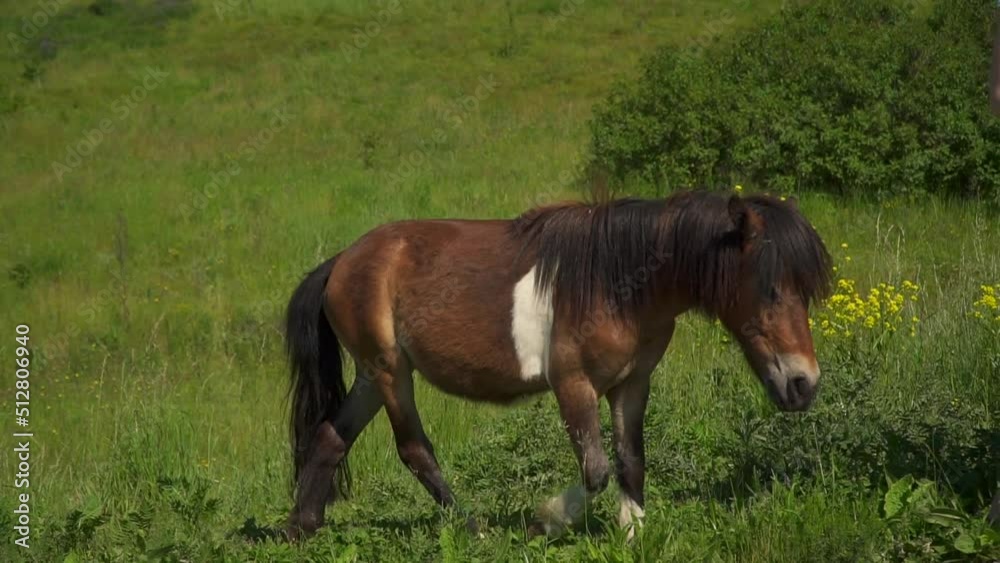 A woman feeds horses and ponies in a green meadow. Walk in nature on farm. Domestic cattle. Horses graze and eat grass. Caucasian girl strokes and cares for a pet. The stallion eats from the hand. A woman feeds horses and ponies in a green meadow. Walk in nature on farm. Domestic cattle. Horses graze and eat grass. Caucasian girl strokes and cares for a pet. The stallion eats from the hand.
