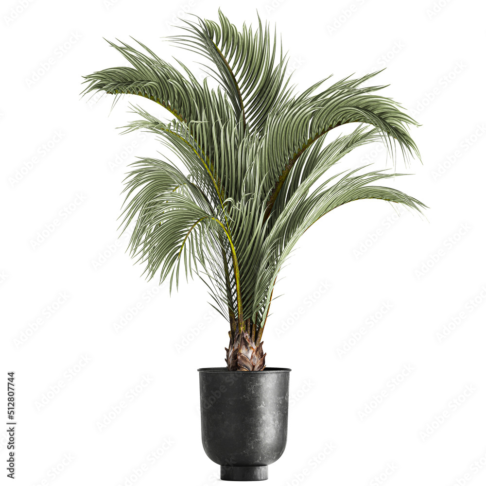 Decorative palm tree for the interior in a pot Decorative palm tree for the interior in a pot