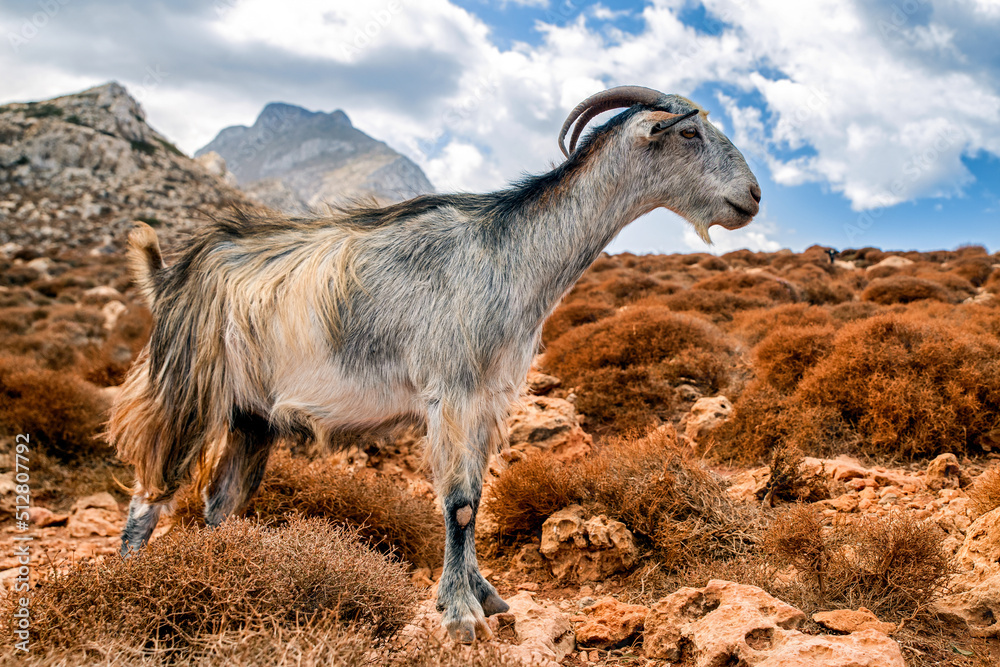 Domestic goat on Crete island, Greece - obrazy, fototapety, plakaty 