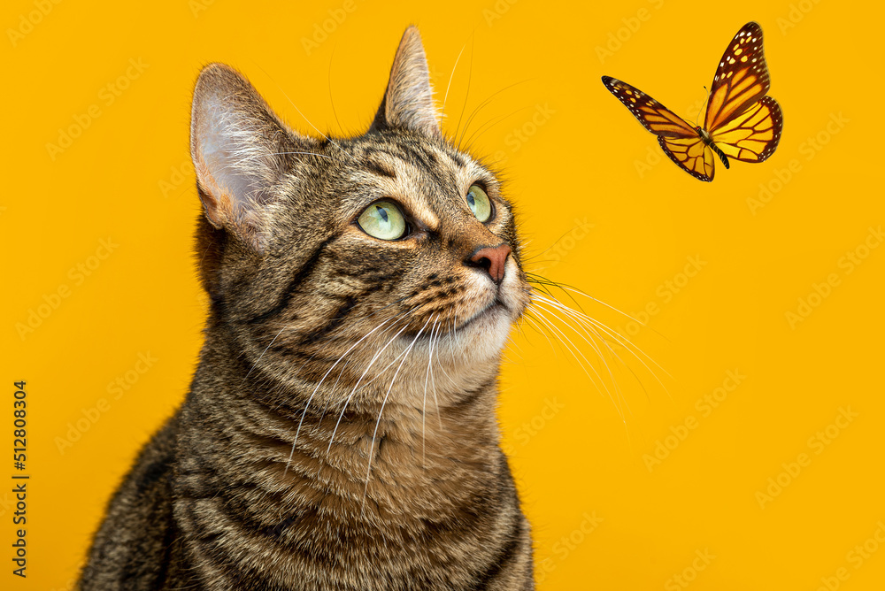 Cute cat and butterflies on a yellow background