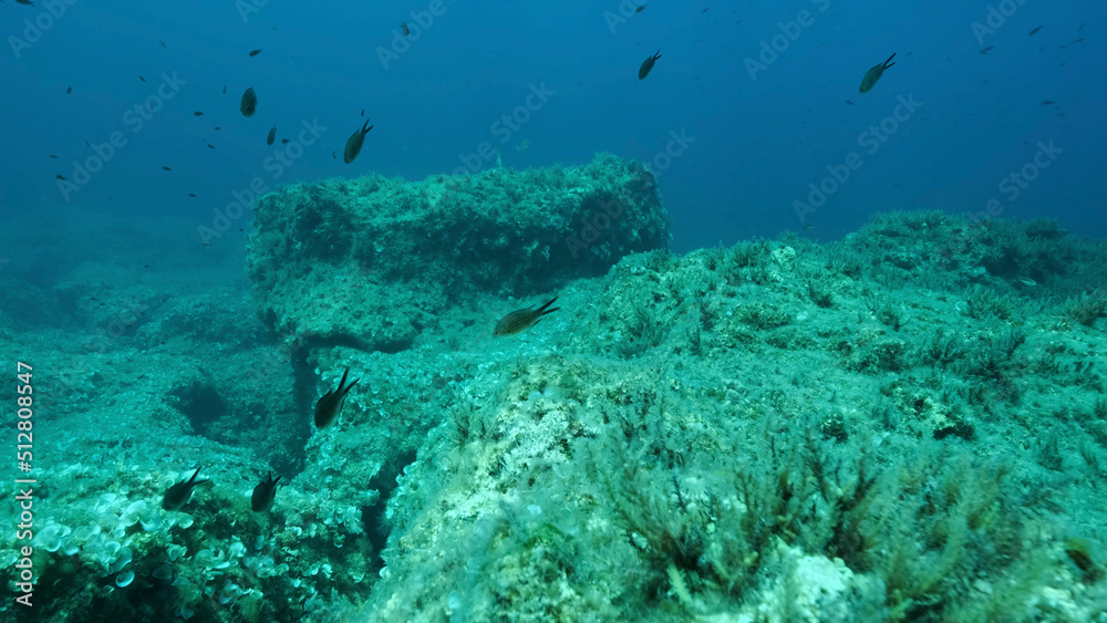 Obraz premium Rocky seabed covered with Brown Seaweed (Cystoseira). Mediterranean underwater seascape. Mediterranean Sea, Cyprus