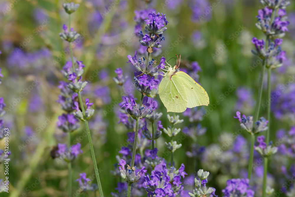 Common brimstone butterfly (Gonepteryx rhamni) sitting on lavender in Zurich, Switzerland Common brimstone butterfly (Gonepteryx rhamni) sitting on lavender in Zurich, Switzerland