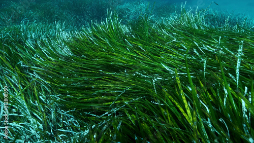 Dense thickets of green marine grass Posidonia, on blue water background. Green seagrass Mediterranean Tapeweed or Neptune Grass (Posidonia). Mediterranean underwater seascape. Mediterranean Sea  photo