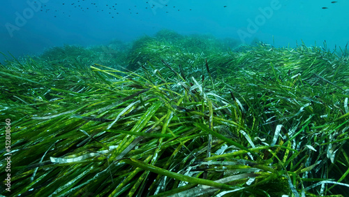 Dense thickets of green marine grass Posidonia, on blue water background. Green seagrass Mediterranean Tapeweed or Neptune Grass (Posidonia). Mediterranean underwater seascape. Mediterranean Sea  photo