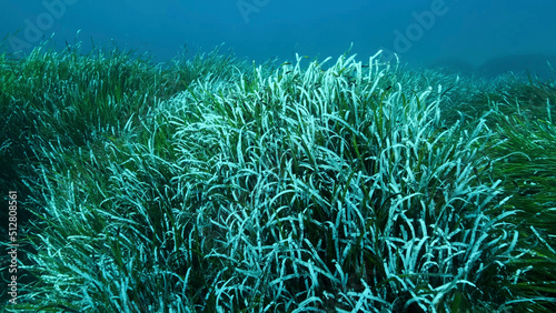 Dense thickets of green marine grass Posidonia, on blue water background. Green seagrass Mediterranean Tapeweed or Neptune Grass (Posidonia). Mediterranean underwater seascape. Mediterranean Sea 