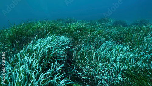 Dense thickets of green marine grass Posidonia, on blue water background. Green seagrass Mediterranean Tapeweed or Neptune Grass (Posidonia). Mediterranean underwater seascape. Mediterranean Sea  photo