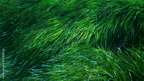 Dense thickets of green marine grass Posidonia, on blue water background. Green seagrass Mediterranean Tapeweed or Neptune Grass (Posidonia). Mediterranean underwater seascape. Mediterranean Sea  photo