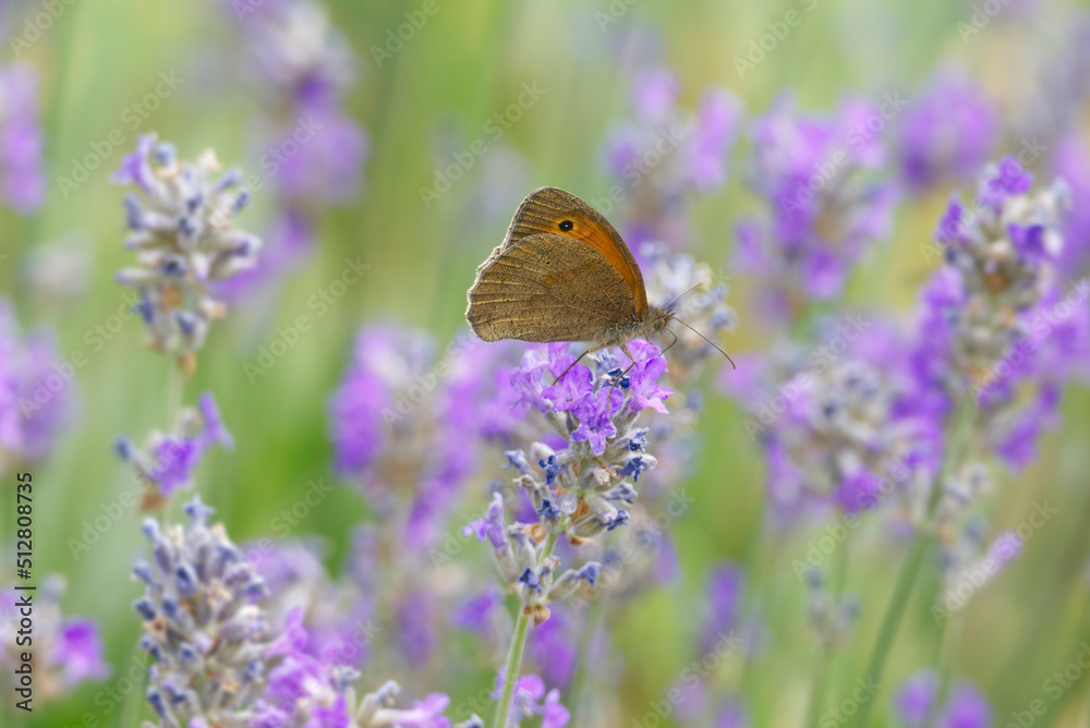 Obraz premium Meadow brown (maniola jurtina) butterfly perched on lavender in Zurich, Switzerland