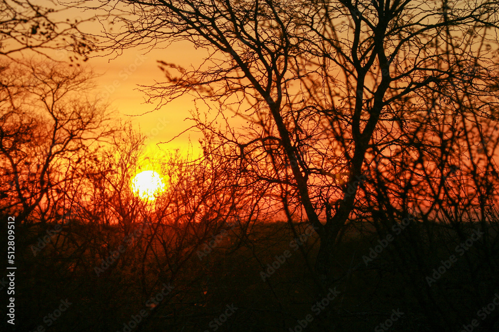 African sunset in the Kruger National Park, South Africa