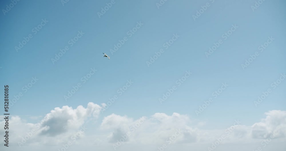 A wild seagull is flying over owr head in a beautiful clear sky in the island of Capri, in Italy, during a sunny morning in Spring - Freedom feelings - 01 A wild seagull is flying over owr head in a beautiful clear sky in the island of Capri, in Italy, during a sunny morning in Spring - Freedom feelings - 01
