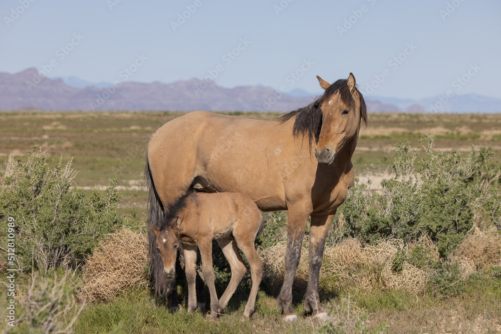 Wild Horse Mare and Foal in Springtime in the Utah Desert Wild Horse Mare and Foal in Springtime in the Utah Desert