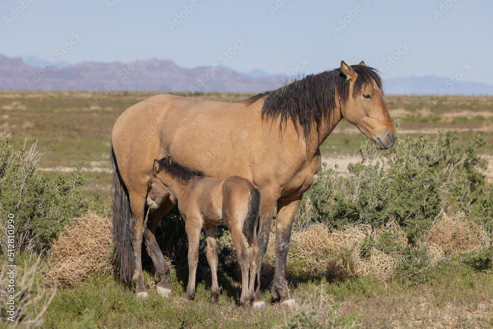 Wild Horse Mare and Foal in Springtime in the Utah Desert Wild Horse Mare and Foal in Springtime in the Utah Desert