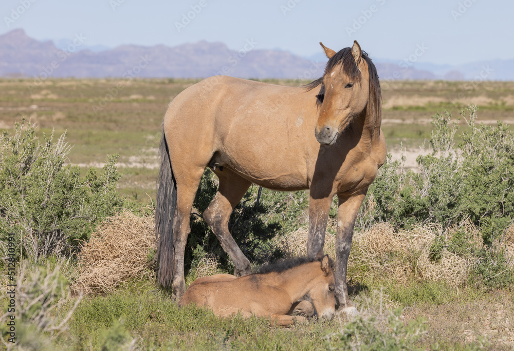 Wild Horse Mare and Foal in Springtime in the Utah Desert Wild Horse Mare and Foal in Springtime in the Utah Desert