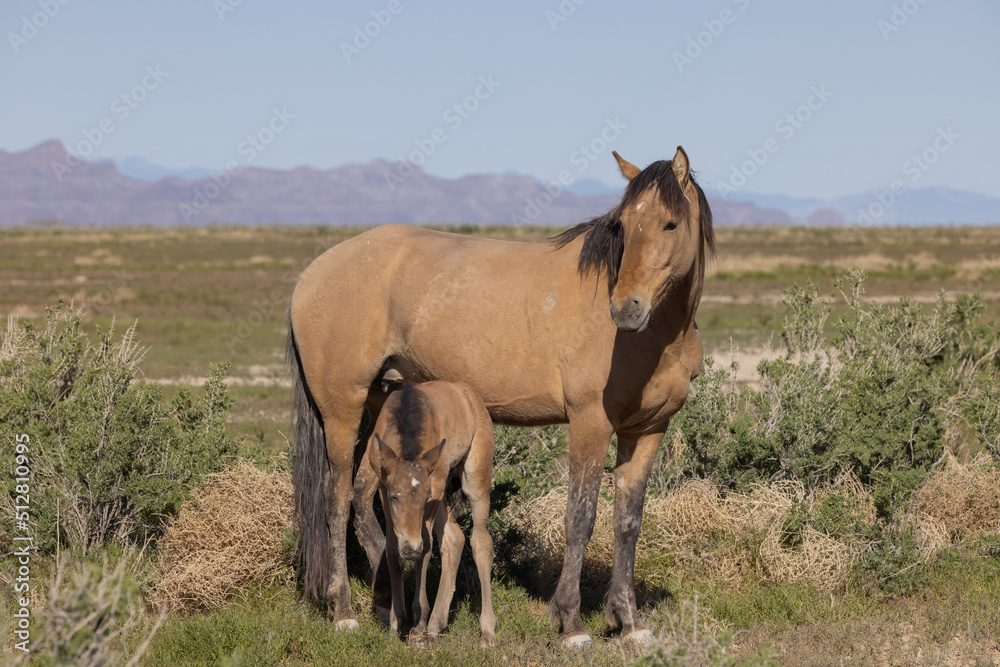 Wild Horse Mare and Foal in Springtime in the Utah Desert Wild Horse Mare and Foal in Springtime in the Utah Desert
