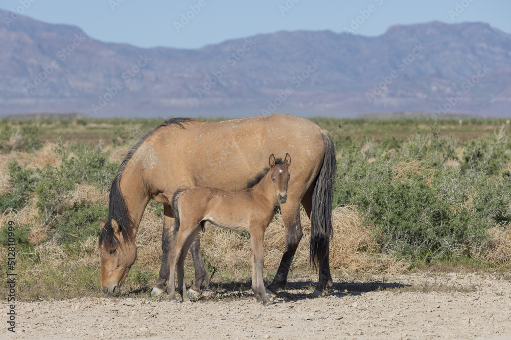 Wild Horse Mare and Foal in Springtime in the Utah Desert Wild Horse Mare and Foal in Springtime in the Utah Desert