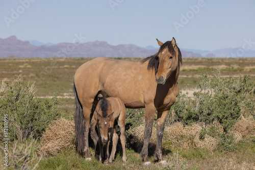 Wild Horse Mare and Foal in Springtime in the Utah Desert © natureguy
