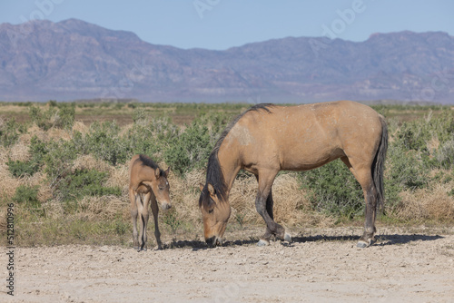 Wild Horse Mare and Foal in Springtime in the Utah Desert