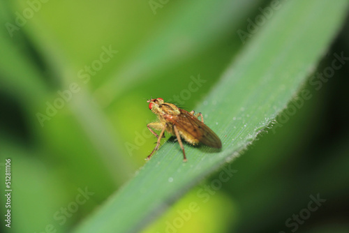 macro photo of housefly facing back © Recep
