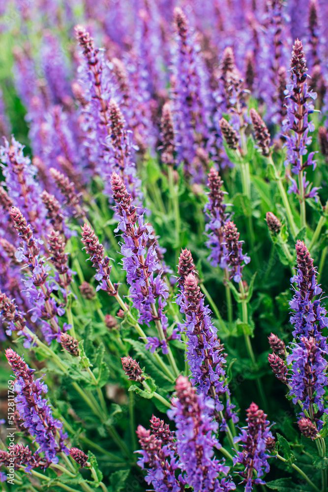 Obraz premium Close up of ornamental salvia plant sage of violet purple summer flowers.