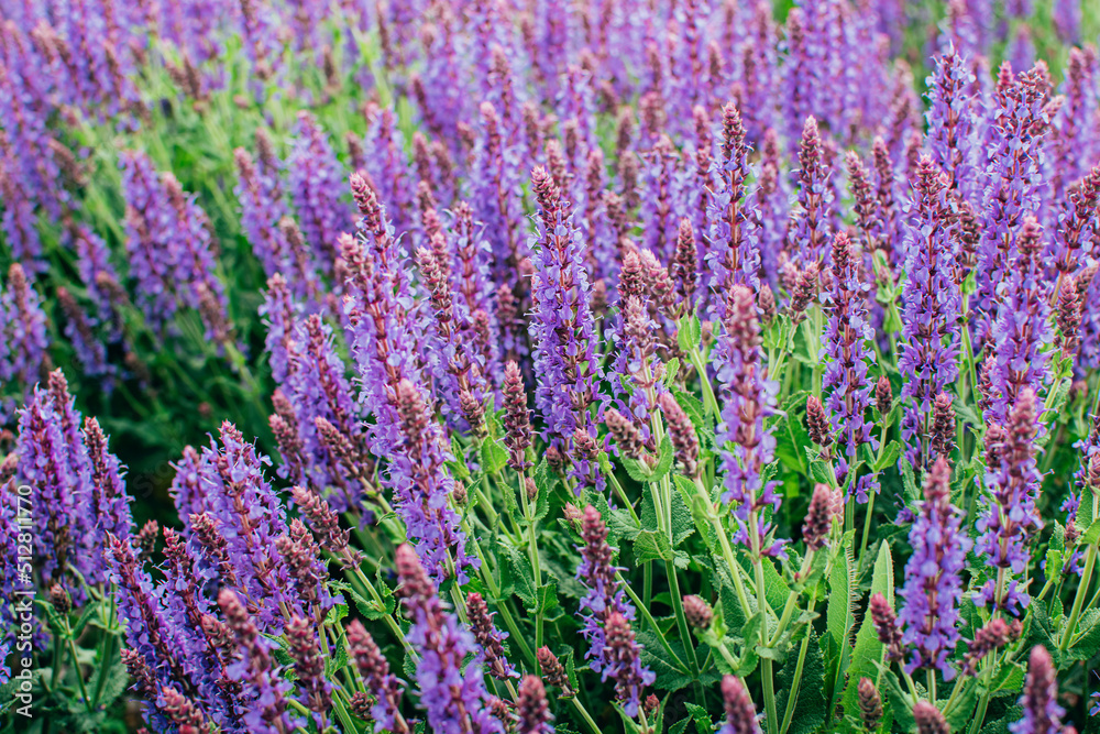 Close up of ornamental salvia plant sage of violet purple summer flowers.