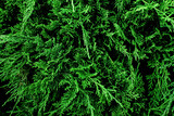 Top view of green fir tree leaves lush foliage natural  background.