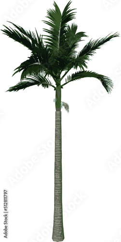 Front view plant   Adolescent Alexander palm Tree Palm 3  illustration vector 