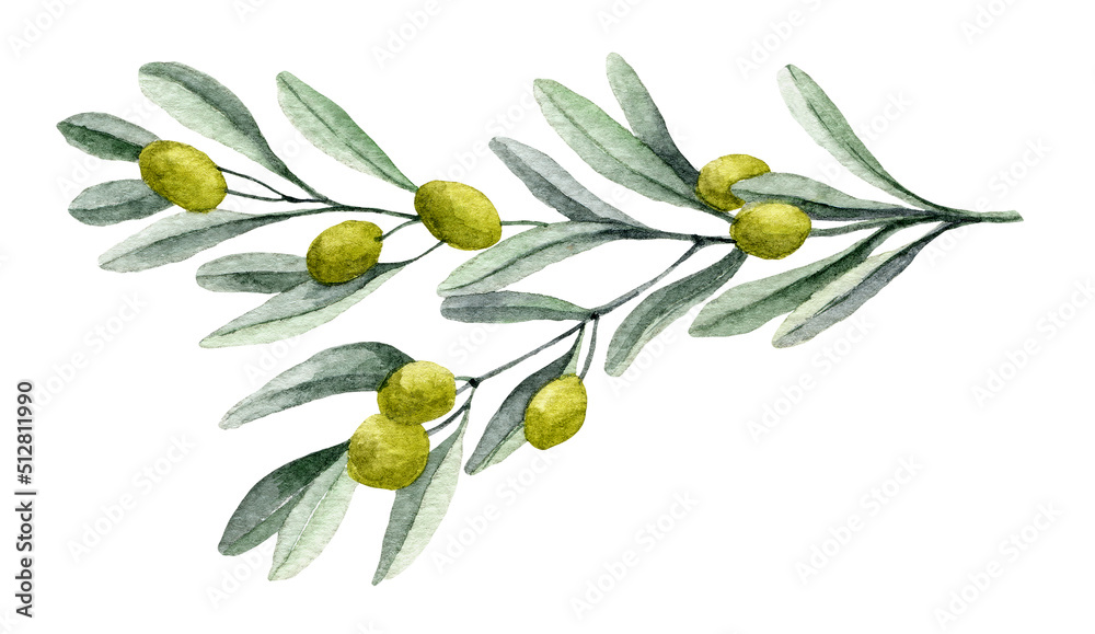 Watercolor olive Branch with green Fruits and leaves. sketch for Oil label or invitations. Hand drawn illustration Watercolor olive Branch with green Fruits and leaves. sketch for Oil label or invitations. Hand drawn illustration