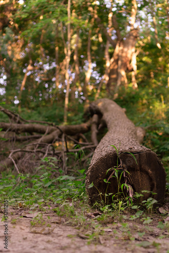 tree in the forest photo