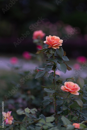 pink rose in the garden