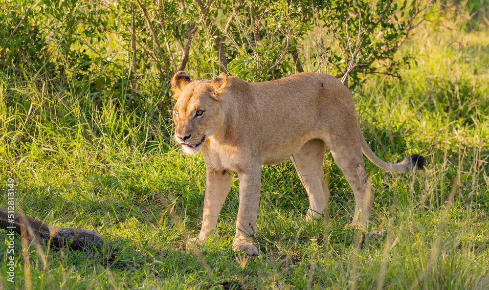 Fototapeta premium Löwin im Naturreservat im Hluhluwe Nationalpark Südafrika