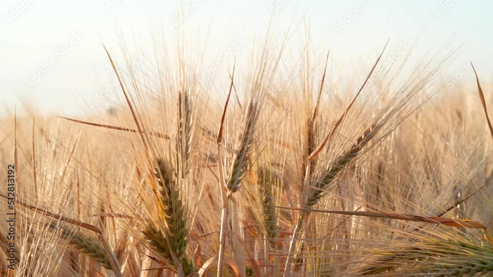 Barley Field Close up. Ears of Golden Barley Move in the Wind. Farm, Crops, Autumn Harvest. Traditional Farming. Agriculture Concept Of Bio Farming and Ecological Beautiful Nature, Rural Scenery Barley Field Close up. Ears of Golden Barley Move in the Wind. Farm, Crops, Autumn Harvest. Traditional Farming. Agriculture Concept Of Bio Farming and Ecological Beautiful Nature, Rural Scenery